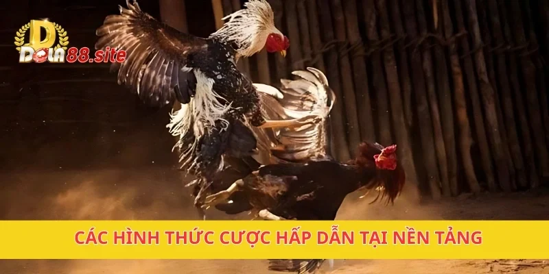 Đá Gà DOLA88 – Trận Đấu Gay Cấn, Hấp Dẫn Cho Người Đam Mê 2 Các hình thức cược hấp dẫn tại nền tảng