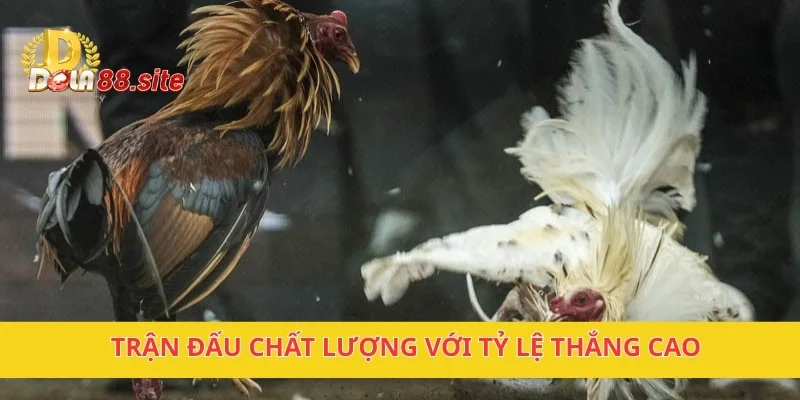 Đá Gà DOLA88 – Trận Đấu Gay Cấn, Hấp Dẫn Cho Người Đam Mê 3 Trận đấu chất lượng với tỷ lệ thắng cao